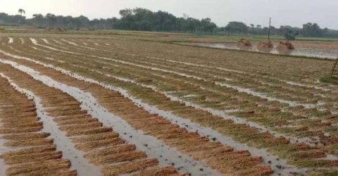 মণিরামপুরে বোরো ধানের বাম্পার ফলন: ঝড়-বৃষ্টির কবলে পাকা ধান