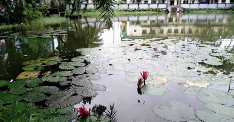 কেশবপুরে পুকুরে লাল শাপলার নয়নাভিরাম দৃশ্যে মুগ্ধতা