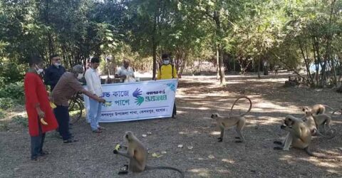 কেশবপুরের ঐতিহ্য বিরল প্রজাতির ক্ষুধার্ত হনুমানের পাশে ‘শুভসংঘ’