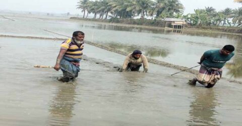 কেশবপুরে বোরো ক্ষেতে হালের গরুর বদলে মই টানছে কৃষক