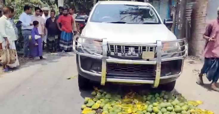 কালিগঞ্জে ক্ষতিকর রাসায়নিক দ্রব্যে পাকানো আম জব্দ