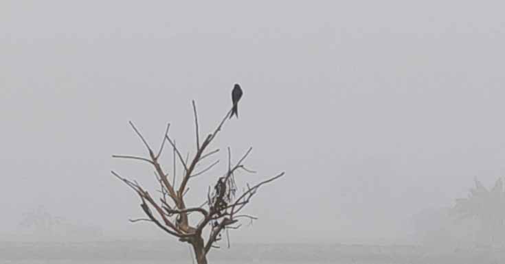 শীত আর কুয়াশায় প্রকৃতিতে বিরাজ করছে জবুথবু অবস্থা